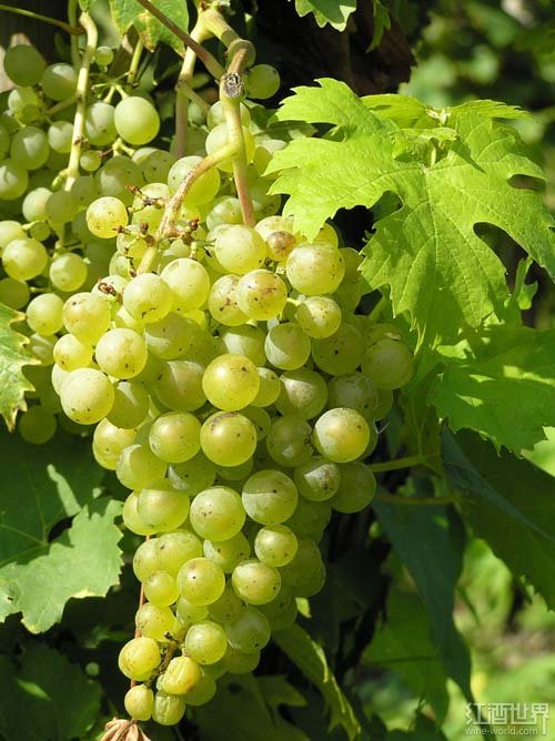 雷司令（Riesling）.jpg