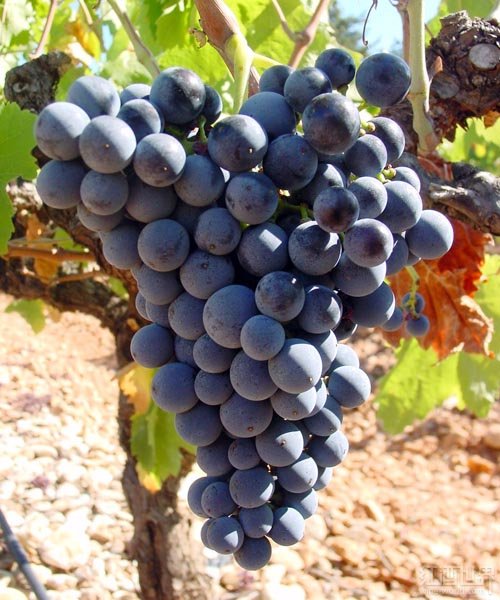 皮諾塔吉（Pinotage）.jpg